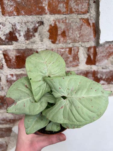 Syngonium Podophyllum Milk Confetti The Plant Vault