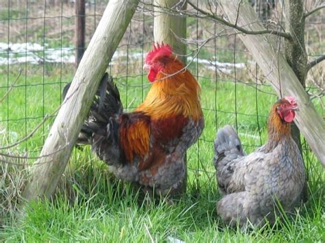 Marans Bleu A Camail Cuivree Le Ranch Aux Paons