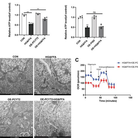 Overexpression Of Pcyt Alleviated Mitochondrial Damage Of L Cells