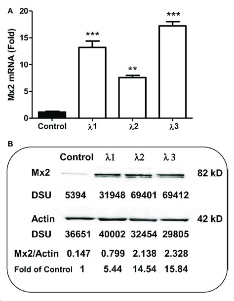 effect of iFn λs on Mx2 expression a Mx2 messenger RNA mRNA