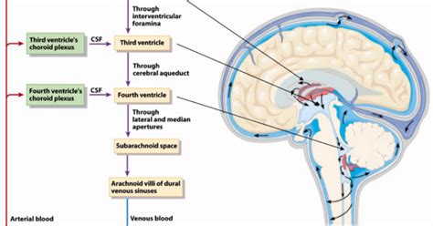 Diagram Showing The Flow Of Csf Csf Flow Nervous Therapy Sys