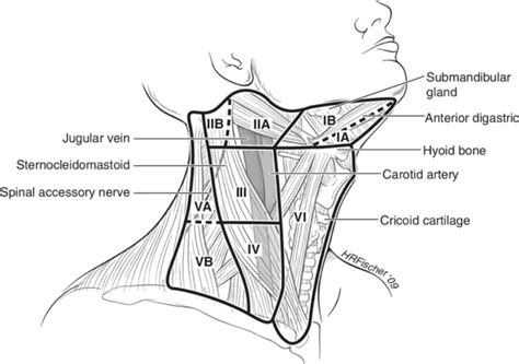 Levels Of Cervical Lymph Nodes