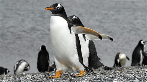 3 Places Where You Can See Penguins in Patagonia | Say Hueque