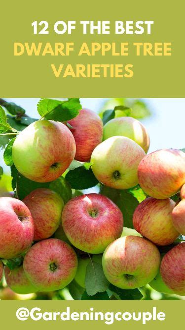 12 Best Dwarf Apple Tree Varieties