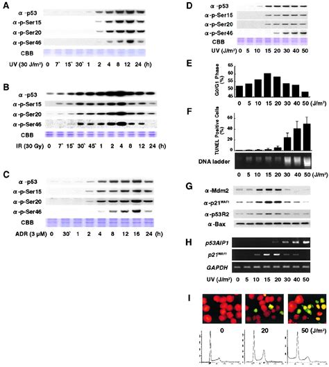 P Aip A Potential Mediator Of P Dependent Apoptosis And Its