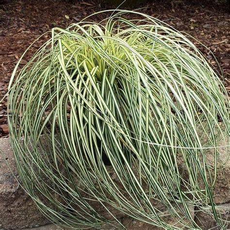 Carex Oshimensis Evergold Striped Weeping Sedge Wilson Farm Inc