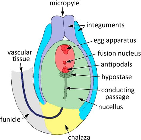 Evolution And Patterning Of The Ovule In Seed Plants Rudall 2021