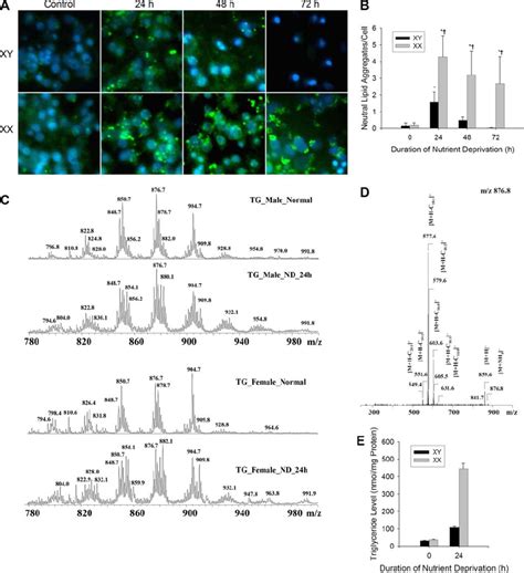 Sex Specific Increases In Lipid Droplets And Triglycerides During