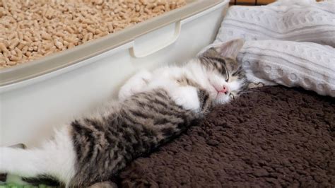 The Sleeping Face Of The Kitten Coco Is Too Cute Youtube