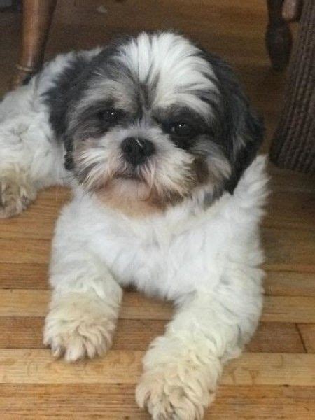 Shih Tzu Rescue Dog For Adoption In West Allis Wisconsin Karrie Jo