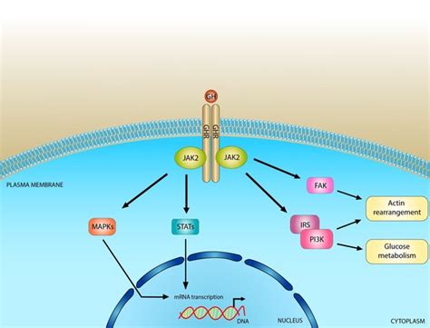 Laron syndrome: MedlinePlus Genetics