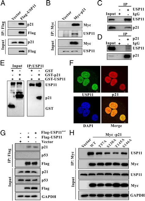 Deubiquitylation And Stabilization Of P21 By Usp11 Is Critical For Cell