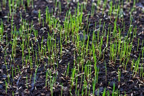 How To Plant Grass Seed In A New Lawn