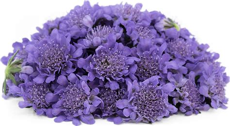 Specialty Produce - Product Listing