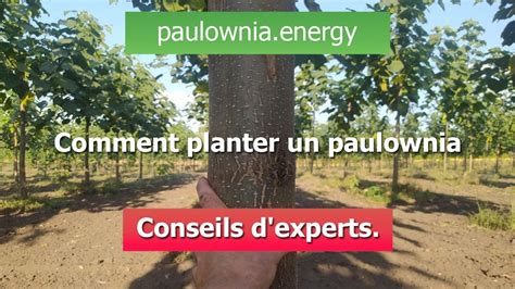 Comment Planter Un Paulownia Conseils D Experts Youtube