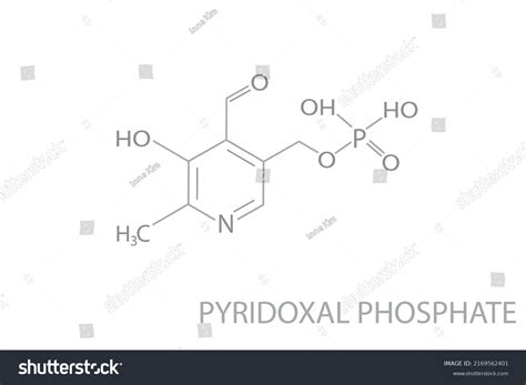 Pyridoxal Phosphate Molecular Skeletal D Chemical Stock Vector