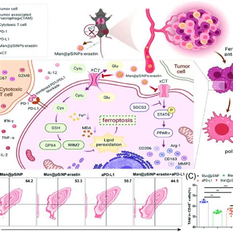 A The Mechanism With Man PSiNPs Erastin Induced Ferroptosis And