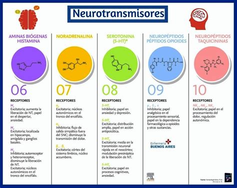 Resumen Clar Simo De Los Neurotransmisores Funciones Y Caracter Sticas Hot Sex Picture