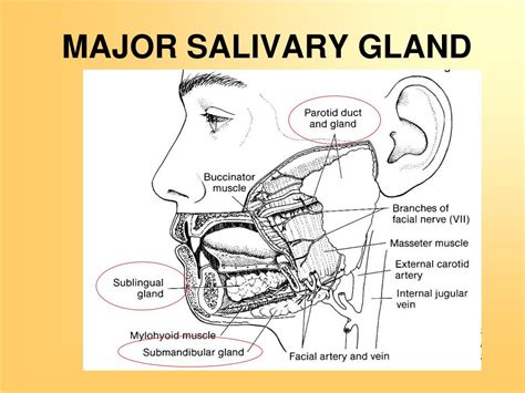 Ppt Oral Mucosa Powerpoint Presentation Free Download Id5775685