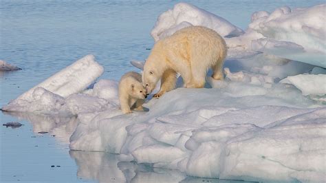 Arctic Polar Bear Eating