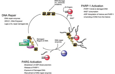 Role Of Poly Adp Ribose Polymerase Parp In Dna Repair