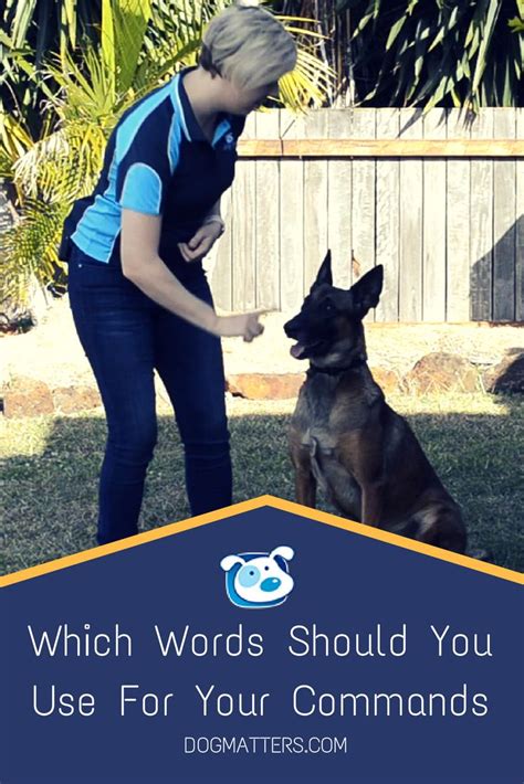 Dog Commands: Which Word Should You Use For Your Commands? | Dog ...