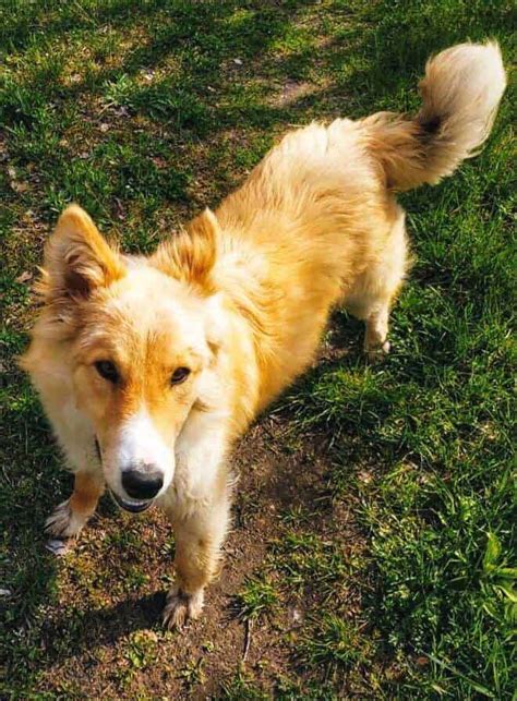 Golden Retriever Border Collie Mix