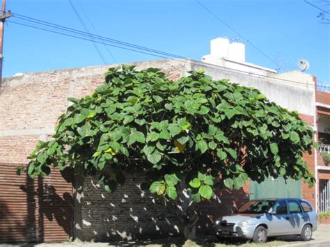 Arbol De Hojas Grandes