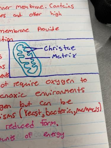 Cellular Respiration Bio Flashcards Quizlet