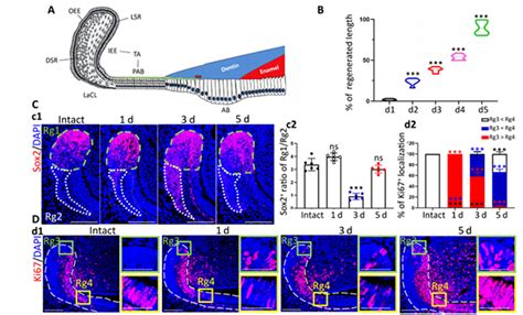 Wcss Team Reveals Epigenetic Regulation In The Epithelium Derived Hard