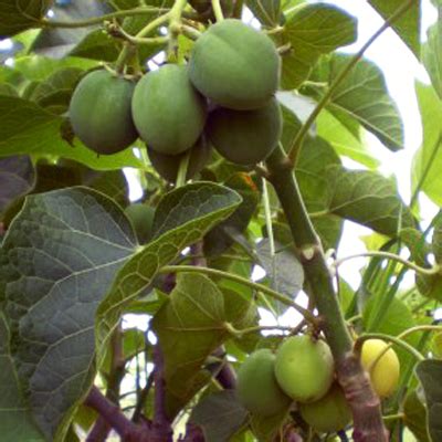 JATROPHA SEEDS – Temp Zen Global Pty