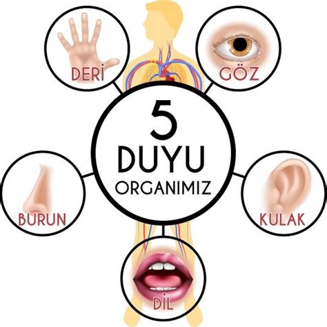 Duyu Organlar M Z Cicicee Duyu E Itim Felsefesi Lkokul