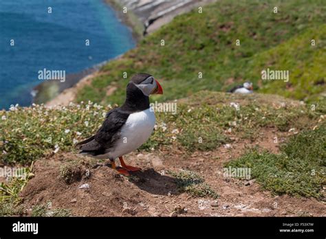 Puffins Skomer Island Pembrokeshire Stock Photo Alamy