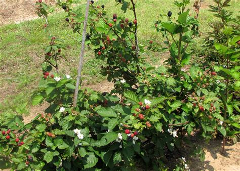 Blackberry Plant Identification