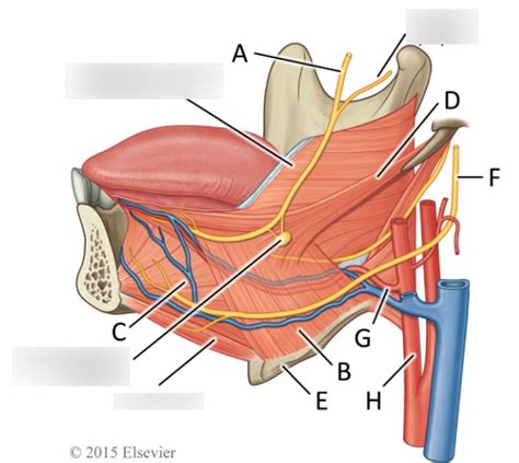 5.2 Diagram - Hypoglossal nerve Diagram | Quizlet