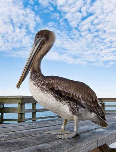 Brown Pelican Louisiana State Bird Louisianaoh Louisiana Pinterest