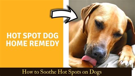 Hot Spot Dog Home Remedy How To Soothe Hot Spots On Dogs Youtube