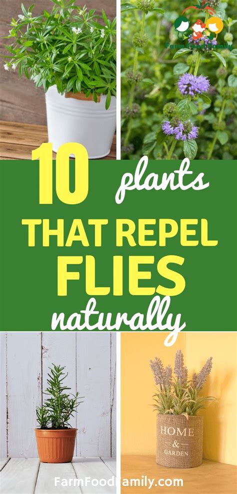 Fly Repellents 10 Best Plants That Repel Flies [naturally] Plants