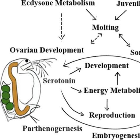 A Schematic Diagram Illustrating The Underlying Toxic Mechanisms Of