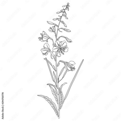 Vektorová Grafika „isolated Vector Illustration Branch Of Fireweed