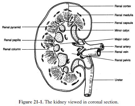 Kidney Urinary System Coloring Page