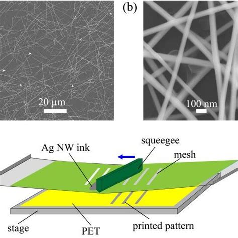 A Scanning Electron Microscope Sem Image Of The Ag Nws On Pet