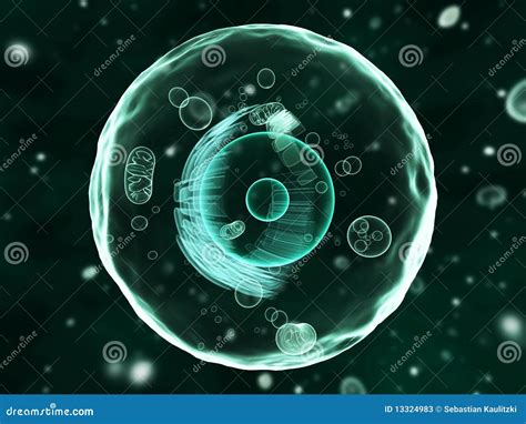 human cell