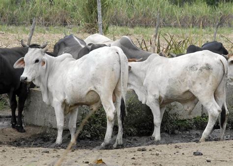 Preparan Ejercicio De Control De La Tierra Y Ganado Mayor En Granma