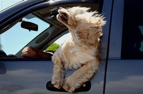 Awesome Pictures Of Dogs In The Wind