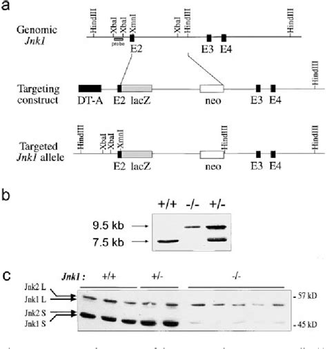 Figure 1 From C Jun Nh2 Terminal Kinase Jnk1 And Jnk2 Have Similar And Stage Dependent Roles