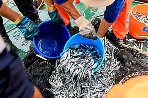 Un Futuro Sin Anchoveta Matando Al Pececito De Los Huevos De Oro