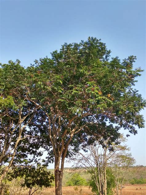 Peela Gulmohar Yellow Flame Tree Trees Of Empress Botanical Garden