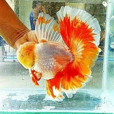 Oranda Goldfish Goldfish Tank Tropical Freshwater Fish Freshwater