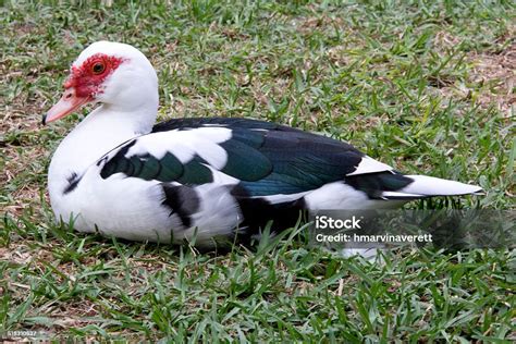 muscovy bebek putih foto stok  gambar  itik serati
